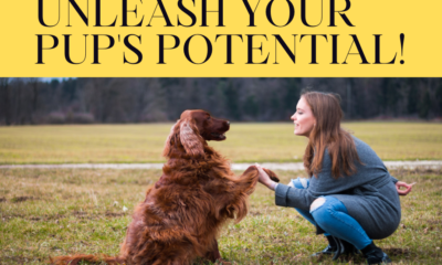 Master Dog Training Like Never Before: Unleash Your Pup's Potential